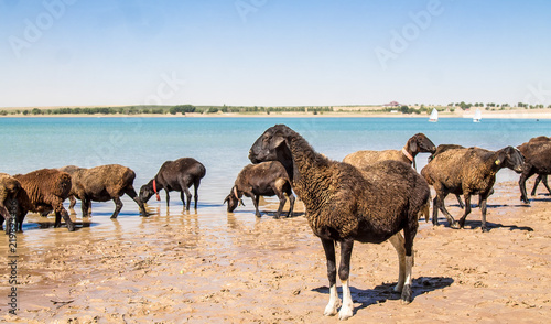 Sheep drink water from the lake
