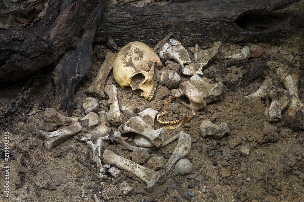 Model skull of human and bones form pit with dark light.Copy space.Concept halloween day. Model skull of human and bones form pit with dark light.Copy space.Concept halloween day.
