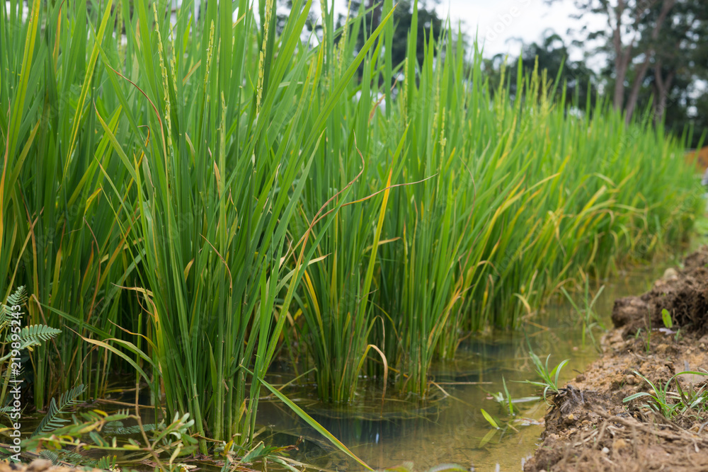 Green rice field in Thailand Green rice field in Thailand