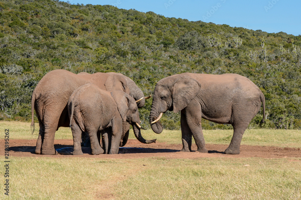 Fototapeta premium African Elephants
