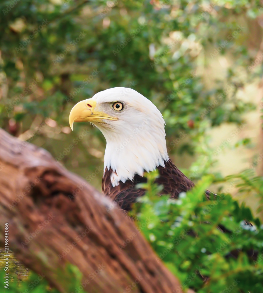 Fototapeta premium American Bald Eagle on Ground Hunting Prey