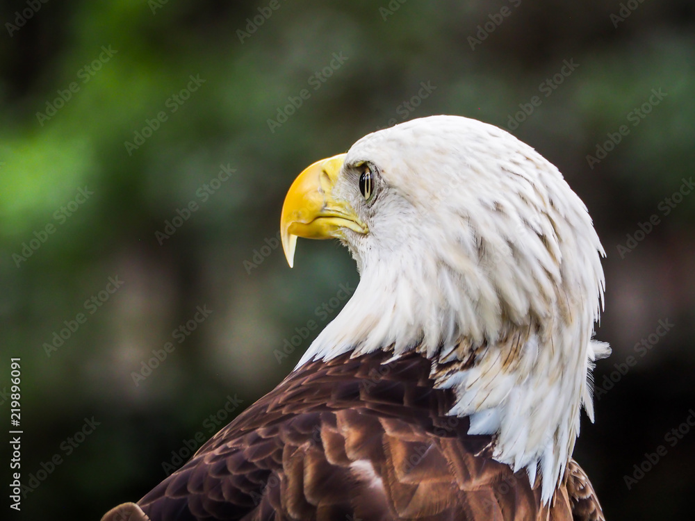 Obraz premium Eye of the Eagle