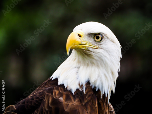 American Bald Eagle Staring