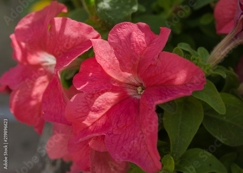 Petunias on blurred garden background