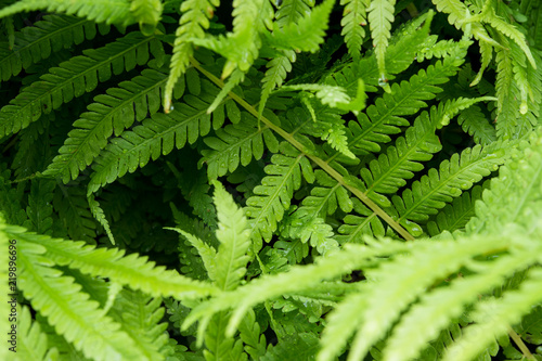 Fern in the sun