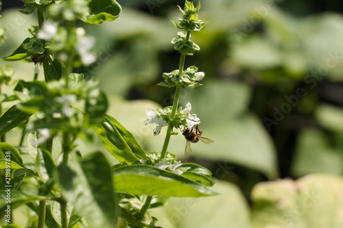 pszczoła zbierająca pyłek z bazylii © katherine_gee
