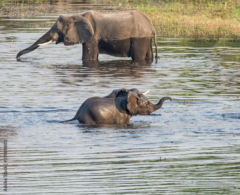 Baby Elephants In A River