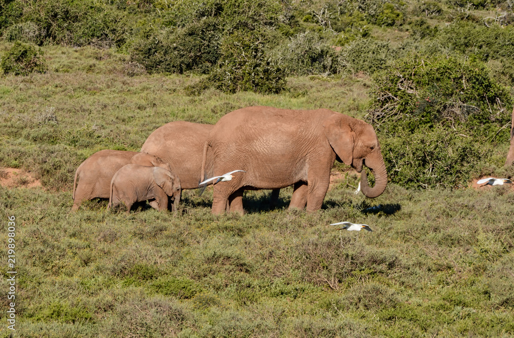 Fototapeta premium Mother and baby Elephants