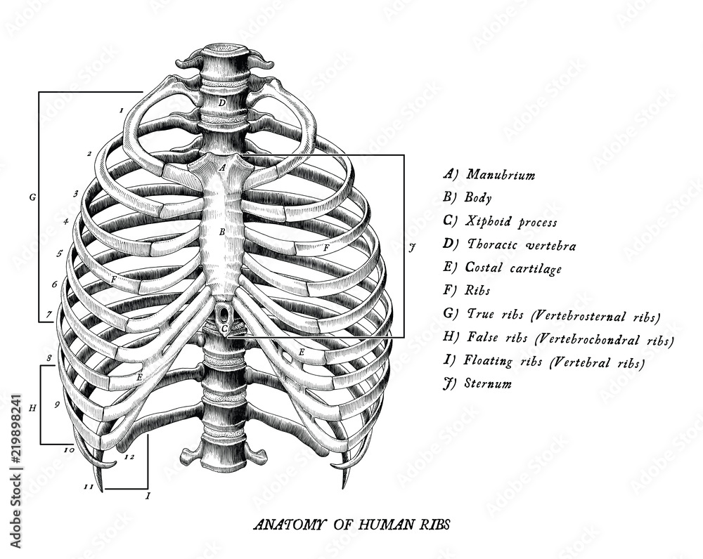 In body ribs human Organs in