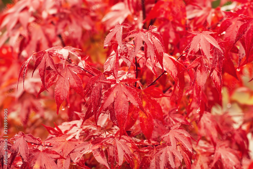Wet japanese red maple tree, natural outdoor backgroud Wet japanese red maple tree, natural outdoor backgroud