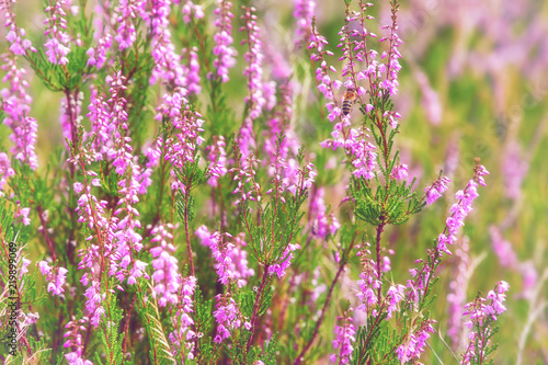 Heather in the meadow, summertime outdoor background