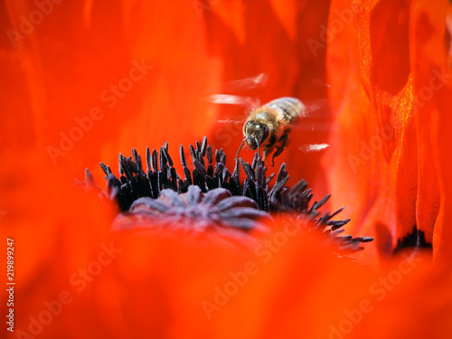 A bee flies inside a red poppy flower