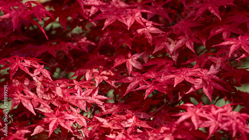 Red leaf. Leaf texture background