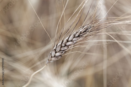 Head of Khorasan wheat or Oriental wheat  Triticum turgidum ssp. turanicum 