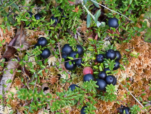 Ripe black crowberry Empetrum nigrum growing on the ground