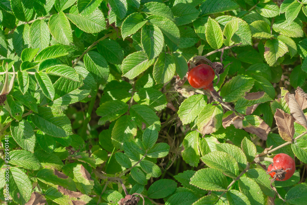 Fototapeta premium Rosehip on branches