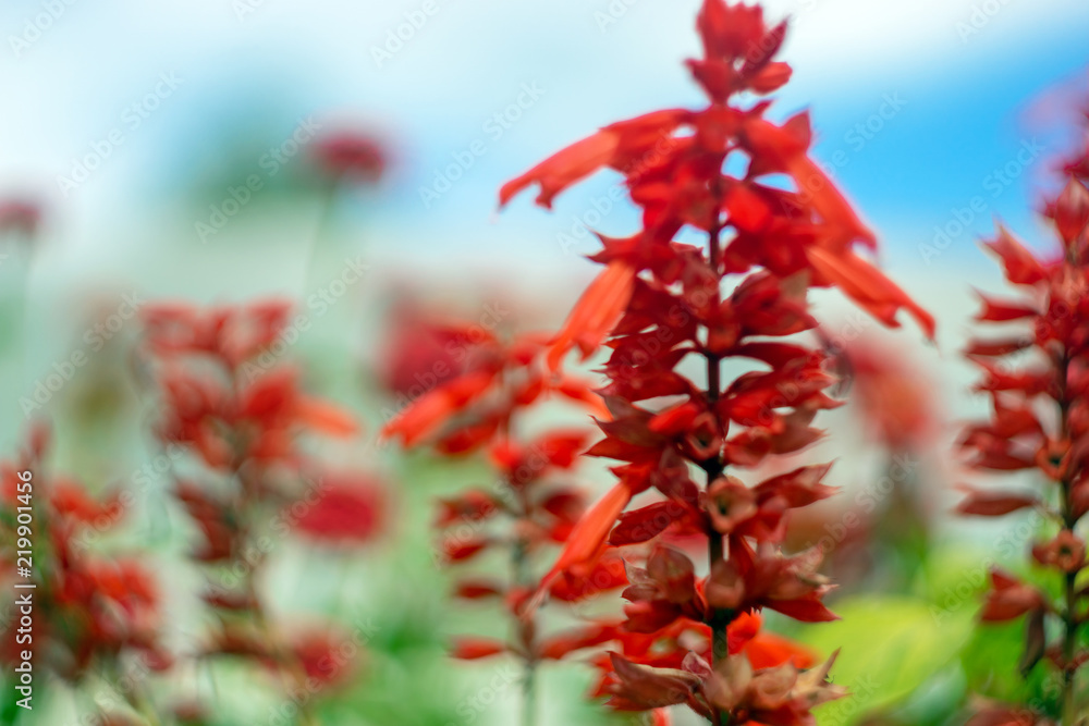 Blurred soft tone background red flowers Blurred soft tone background red flowers