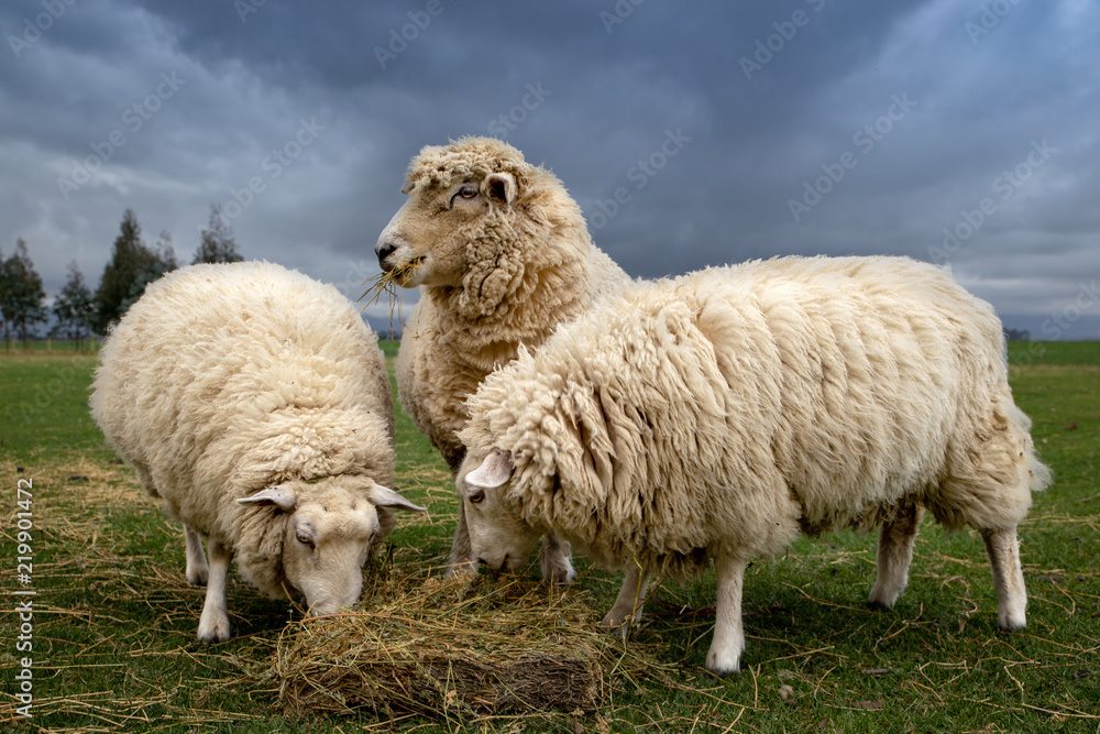 Three sheep eat lucerne hay to supplement their diet in the winter time on a lifestyle block Three sheep eat lucerne hay to supplement their diet in the winter time on a lifestyle block