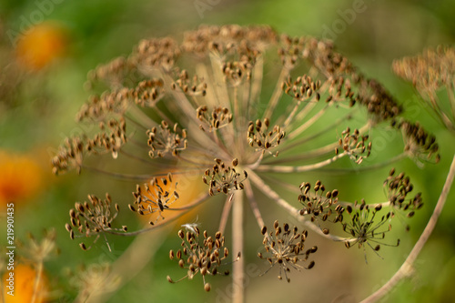 Blurred soft tone of an umbellated dill background