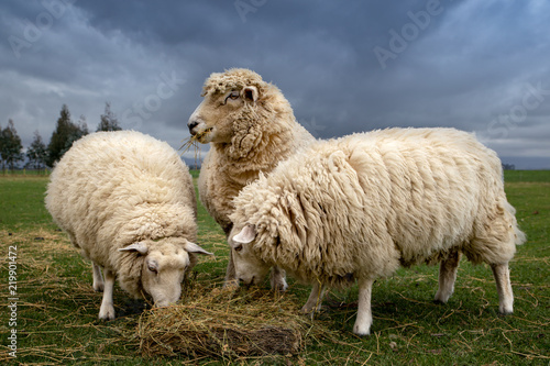 Three sheep eat lucerne hay to supplement their diet in the winter time on a lifestyle block