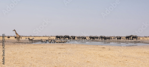 Photography Busy Watering Hole