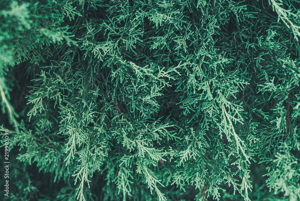 Fir tree branches background. Shallow focus. Perfect natural fern pattern