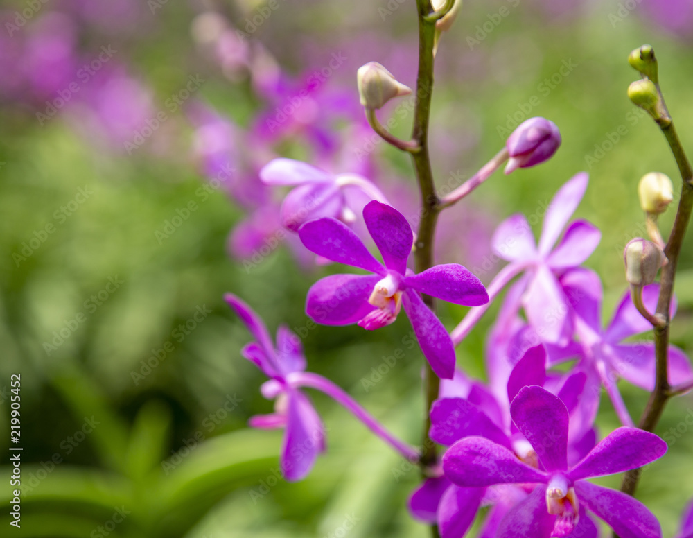 Obraz premium Fioletowy kwiat orchidei
