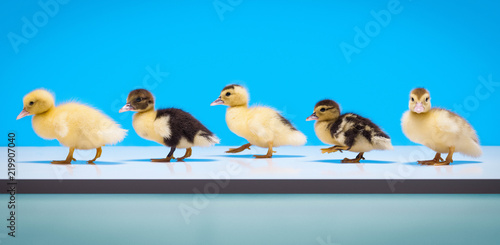 All My Ducks in a Row