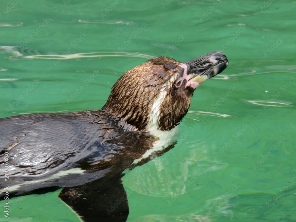 Naklejka premium manchot