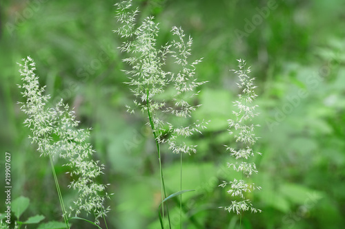 Green blurred background with forest herbs. Herbs in nature. Selective focus. Natural background with copy space. Plant background.