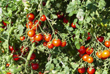 Organic Tomatoes Plant