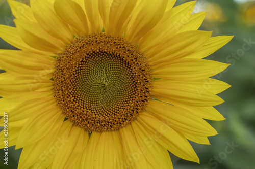 Fototapeta Naklejka Na Ścianę i Meble -  Bright yellow sunflower in the evening on a background of green foliage and blue sky. Harvesting in Russia.