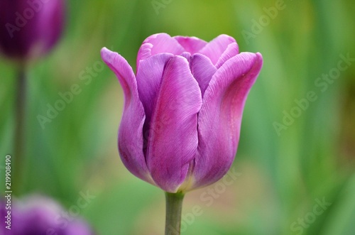 tulip 1