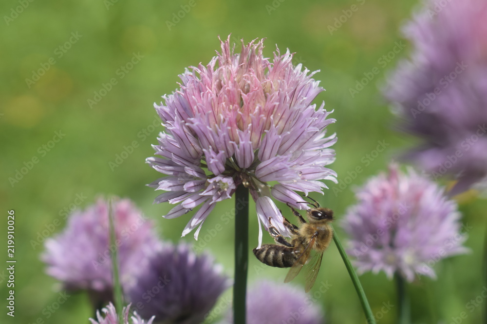 Biene und Schnittlauch Blüte im Garten Biene und Schnittlauch Blüte im Garten