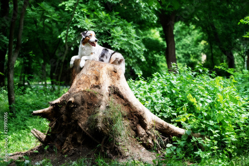 An Australian shepherd dog lies on a huge stump. Bitch has brown eyes. There is a lot of greenery around her. There are some trees in the background.