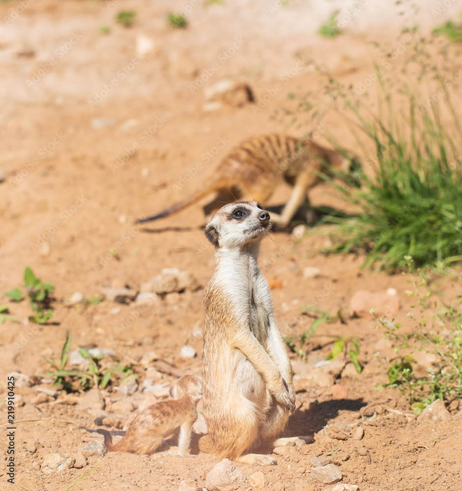Fototapeta premium animal marmot in the park