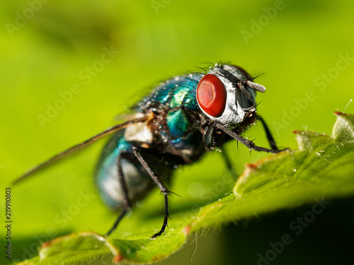 Fly on Green Background