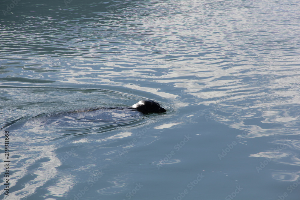 Fototapeta premium le phoque apparait