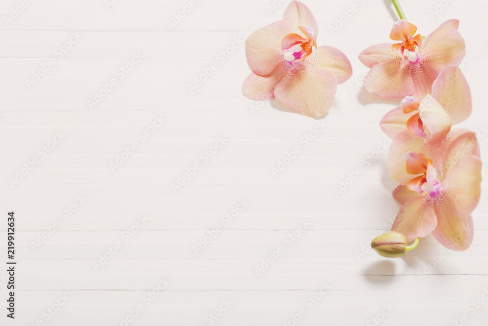 orchids on white wooden background orchids on white wooden background