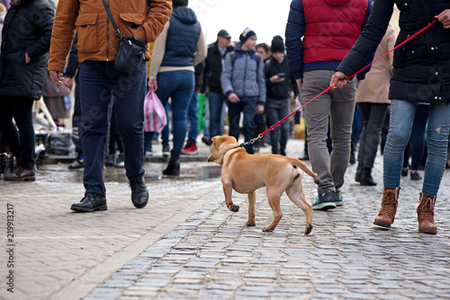 Fototapeta Naklejka Na Ścianę i Meble -  Small puppy eagerly following its master and joyfully meeting strangers in a local public event. Dog is not on leash and is an example of the lack of stray dog control