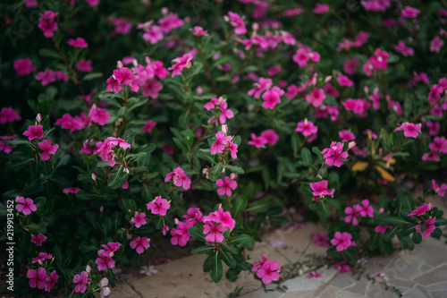 Summer flowers in warm coutntry. pink color