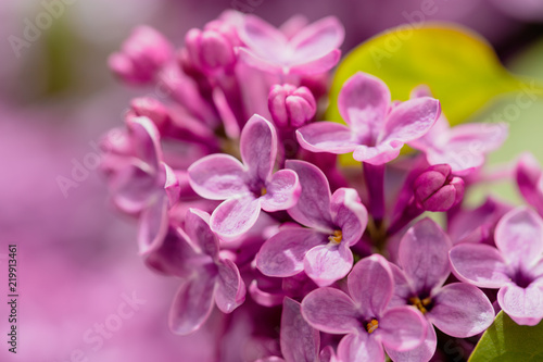 Flowers on a branch of lilac in nature