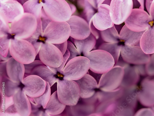 Flowers on a branch of lilac in nature