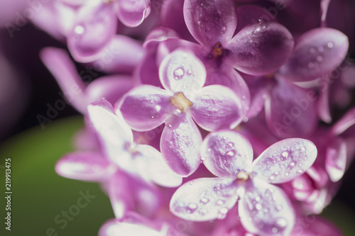 Dew drops on the flowers of lilac