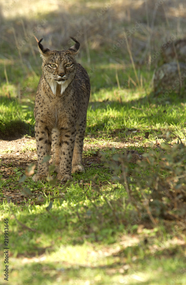Naklejka premium Iberian Lynx. Lynx pardinus