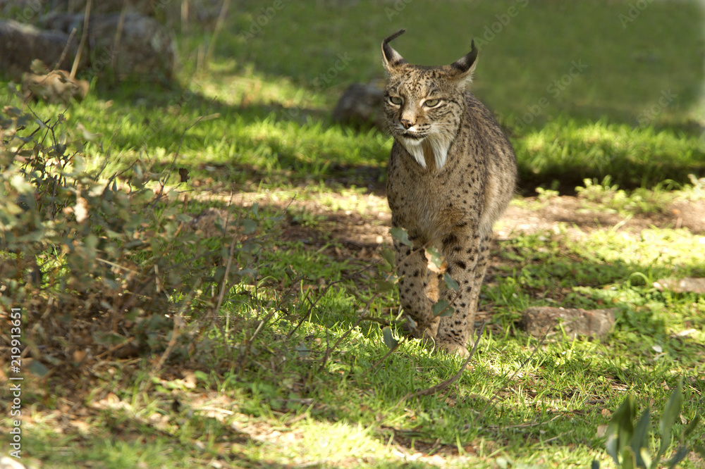 Fototapeta premium Iberian Lynx. Lynx pardinus