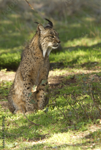 Iberian Lynx. Lynx pardinus Stock Photo | Adobe Stock Iberian Lynx. Lynx pardinus Stock Photo | Adobe Stock