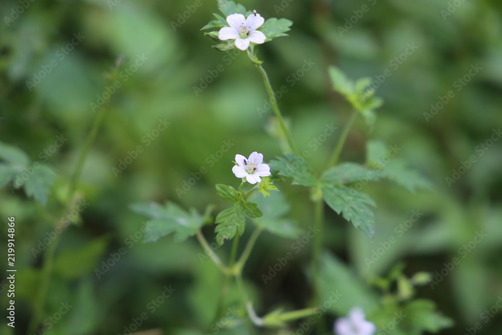 Small White Flower Closeup View In Morning Small White Flower Closeup View In Morning