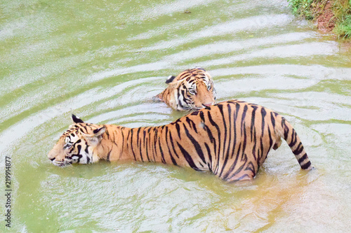 tiger playing  in water with anther tiger © rudhananda