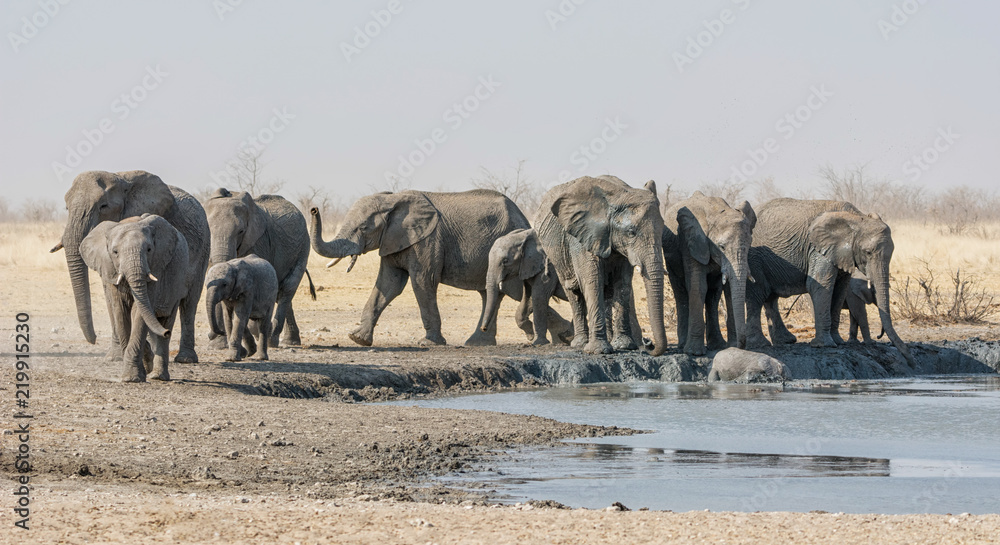 Obraz premium Elephant Herd